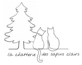 Maine Coon de la Chatterie des Sapins Clairs