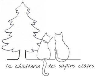 Ragdoll de la Chatterie des Sapins Clairs