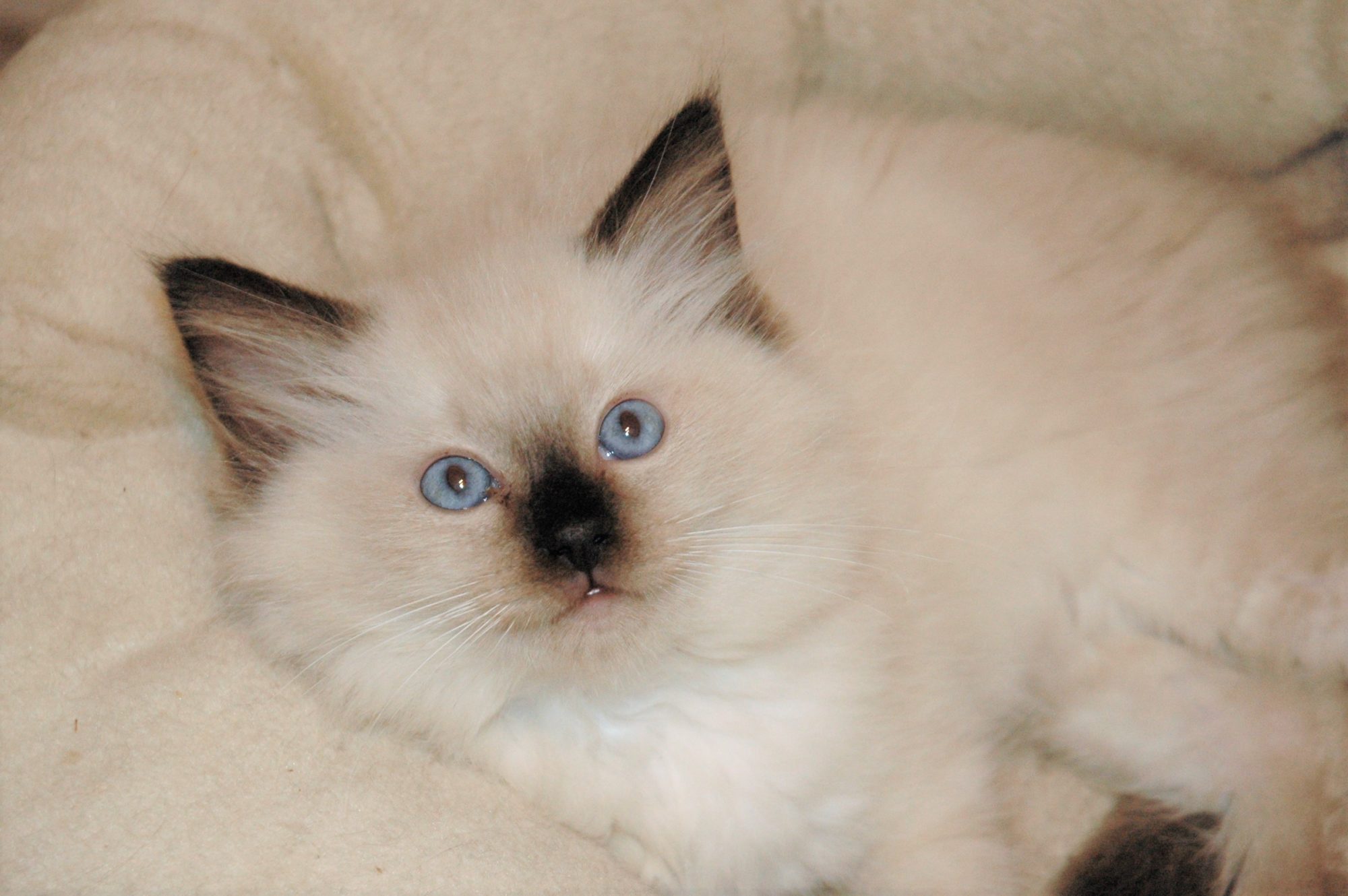 Ragdoll de la Chatterie des Sapins Clairs